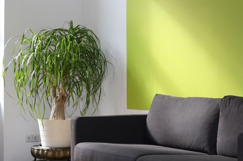 Почему озеленение интерьеров в Lumin House требует особого подхода